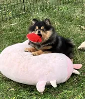 Champion bloodlines Deno AKC Breeder of Merit, a male Pomeranian for sale in Sprague, WA – 2 of 10