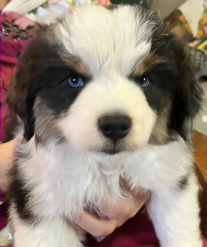 Silly Violet – Miniature American Shepherd puppy for sale in Sprague, WA