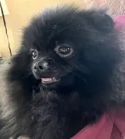Champion sired Hope AKC Breeder of Merit, a female Pomeranian for sale in Sprague, WA – 8 of 10
