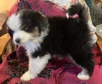  Silly Violet, a female Miniature American Shepherd for sale in Sprague, WA – 10 of 10
