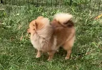 Champion blood lines Deena AKC Breeder of Merit, a female Pomeranian for sale in Sprague, WA – 3 of 6