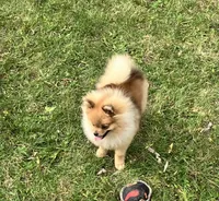 Champion sired Eunice AKC Breeder of Merit , a female Pomeranian for sale in Sprague, WA – 2 of 9
