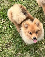 Champion blood lines Deena AKC Breeder of Merit, a female Pomeranian for sale in Sprague, WA – 4 of 6