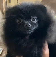 Champion sired Hope AKC Breeder of Merit, a female Pomeranian for sale in Sprague, WA – 7 of 10