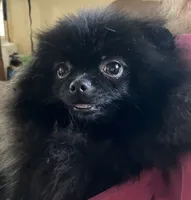 Champion sired Hope AKC Breeder of Merit, a female Pomeranian for sale in Sprague, WA – 2 of 10