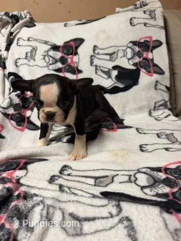 Mickey  – Boston Terrier puppy for sale in Winter Haven, FL