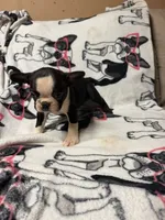 Mickey , a male Boston Terrier for sale in Winter Haven, FL – 1 of 5