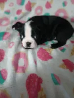 Leo, a male Boston Terrier for sale in Winter Haven, FL – 3 of 6