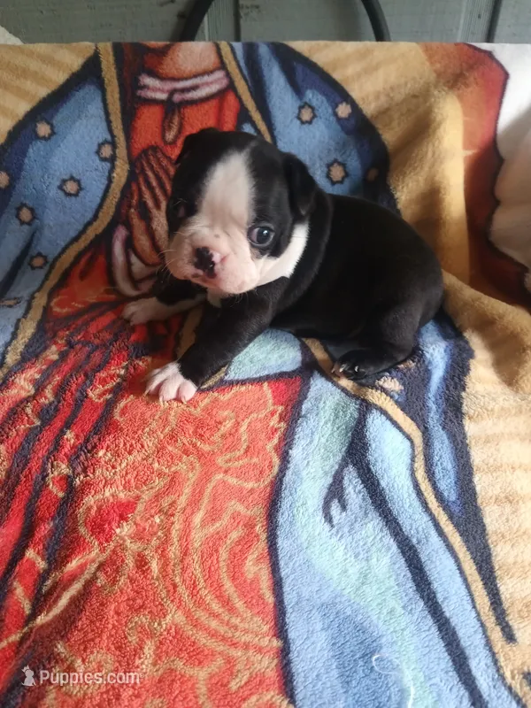 Leo – Boston Terrier puppy for sale in Winter Haven, FL