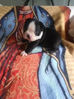 Leo, a male Boston Terrier for sale in Winter Haven, FL – 1 of 5