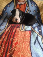 Boster, a male Boston Terrier for sale in Winter Haven, FL – 3 of 4
