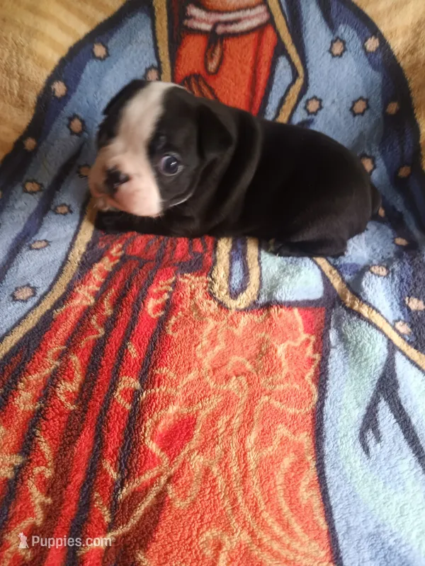 Boster – Boston Terrier puppy for sale in Winter Haven, FL