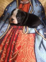 Boster, a male Boston Terrier for sale in Winter Haven, FL – 1 of 4