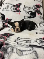 Mickey , a male Boston Terrier for sale in Winter Haven, FL – 2 of 5