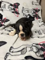 Luke, a male Boston Terrier for sale in Winter Haven, FL – 5 of 7