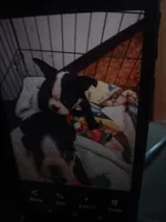 Leo, a male Boston Terrier for sale in Winter Haven, FL – 6 of 6