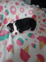 Leo, a male Boston Terrier for sale in Winter Haven, FL – 2 of 6