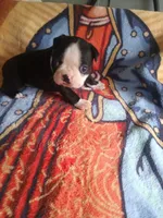 Leo, a male Boston Terrier for sale in Winter Haven, FL – 2 of 5