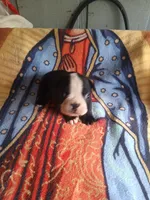 Boster, a male Boston Terrier for sale in Winter Haven, FL – 4 of 4