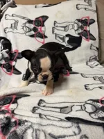 Mickey , a male Boston Terrier for sale in Winter Haven, FL – 4 of 5