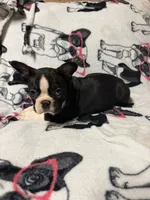 Luke, a male Boston Terrier for sale in Winter Haven, FL – 3 of 7