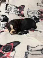 Luke, a male Boston Terrier for sale in Winter Haven, FL – 4 of 7