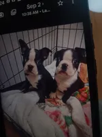 Leo, a male Boston Terrier for sale in Winter Haven, FL – 5 of 6
