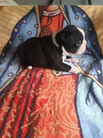 Leo, a male Boston Terrier for sale in Winter Haven, FL – 4 of 5