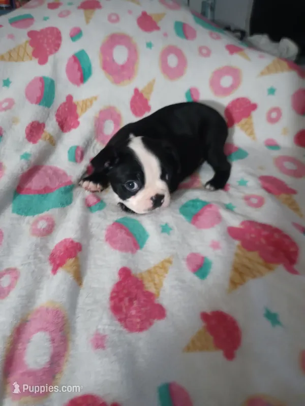Leo – Boston Terrier puppy for sale in Winter Haven, FL