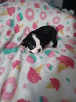 Leo, a male Boston Terrier for sale in Winter Haven, FL – 1 of 6