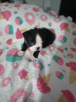 Leo, a male Boston Terrier for sale in Winter Haven, FL – 4 of 6