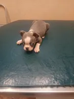 Bella, a female Boston Terrier for sale in Winter Haven, FL – Photo 10 of 10