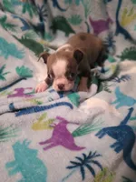 Bella, a female Boston Terrier for sale in Winter Haven, FL – Photo 4 of 10
