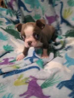 Bella, a female Boston Terrier for sale in Winter Haven, FL – Photo 5 of 10