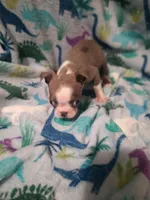 Bella, a female Boston Terrier for sale in Winter Haven, FL – Photo 1 of 10