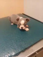 Bella, a female Boston Terrier for sale in Winter Haven, FL – Photo 9 of 10