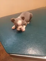 Bella, a female Boston Terrier for sale in Winter Haven, FL – Photo 8 of 10