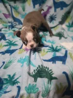 Bella, a female Boston Terrier for sale in Winter Haven, FL – Photo 2 of 10