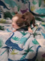 Bella, a female Boston Terrier for sale in Winter Haven, FL – Photo 3 of 10