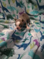 Bella, a female Boston Terrier for sale in Winter Haven, FL – Photo 7 of 10