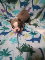 Bella, a female Boston Terrier for sale in Winter Haven, FL – Photo 6 of 10