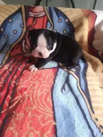 Leo, a male Boston Terrier for sale in Winter Haven, FL – 3 of 5