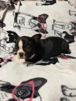 Luke, a male Boston Terrier for sale in Winter Haven, FL – 1 of 7