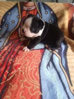 Leo, a male Boston Terrier for sale in Winter Haven, FL – 5 of 5