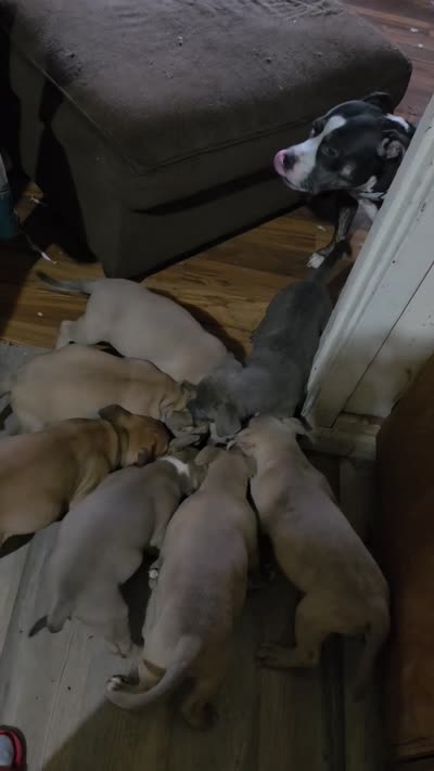 Sage, a female American Pit Bull Terrier for sale in Milwaukee, WI – 5 of 5