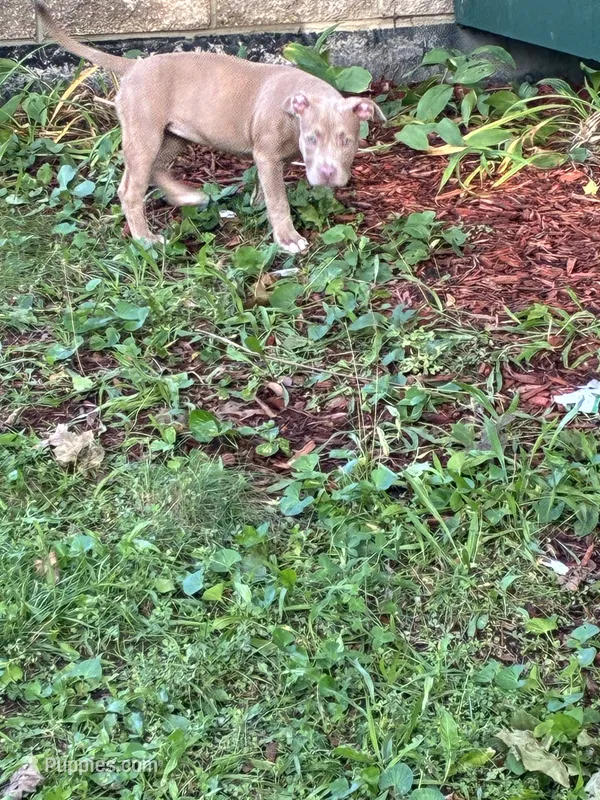 Sage – American Pit Bull Terrier puppy for sale in Milwaukee, WI