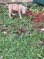 Sage, a female American Pit Bull Terrier for sale in Milwaukee, WI – 1 of 5