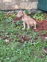 Sage, a female American Pit Bull Terrier for sale in Milwaukee, WI – 2 of 5
