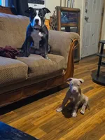 Sage, a female American Pit Bull Terrier for sale in Milwaukee, WI – 4 of 5