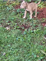 Sage, a female American Pit Bull Terrier for sale in Milwaukee, WI – 3 of 5